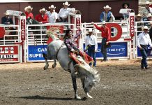 Calgary Stampede w okrojonej formie