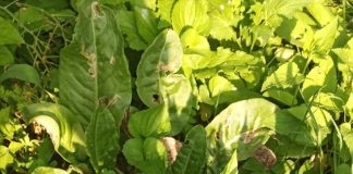 Michalinka: O szczawiu