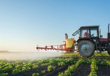 Kanada: Monsanto dorzuci nam więcej Roundupu na talerz