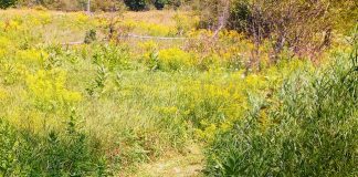 Michalinka: Znów złotko