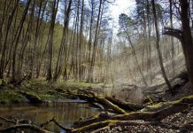 Będą nowe miejskie parki narodowe
