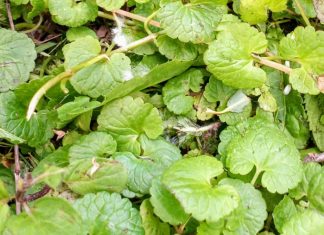 Ha, ha, ha! – część 1