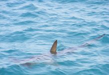 Rekin zaatakował mieszkankę Cape Breton