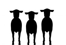 PORANEK PRZED RZEŹNIĄ