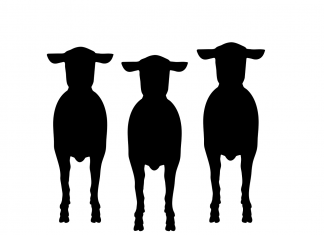 PORANEK PRZED RZEŹNIĄ