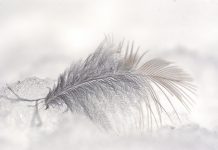 Zdaniem Chin Canada Goose oszukuje na pierzu