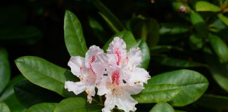 Michalinka: Rośnie jak chce