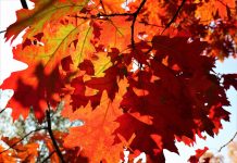 250-letni dąb w Toronto ocalony – działka musi być sprzedana miastu