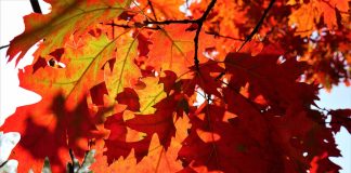 250-letni dąb w Toronto ocalony – działka musi być sprzedana miastu