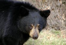 Niedźwiedź chciał żerować na ludziach