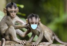 Torontoński zoolog zaszczepi nie tylko małpy