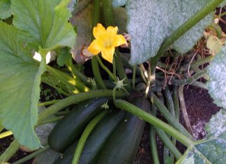 Michalinka: Pieczone gołąbki nie lecą same do gąbki