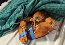 Rzadki pomarańczowy homar uratowany!