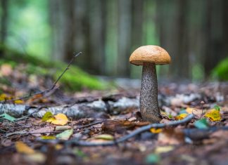 Michalinka: Między doskonałym a niczym jest dobre