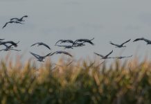 Ligęza: DZIECIOM NIEZNANYM