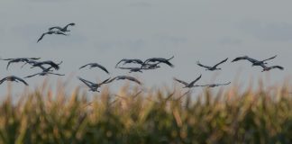 Ligęza: DZIECIOM NIEZNANYM