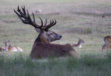 Do jelenia podchodź w maseczce