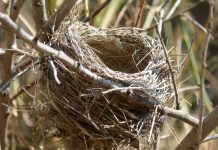 Farmus: Zły to ptak co swoje gniazdo kala