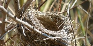 Farmus: Zły to ptak co swoje gniazdo kala