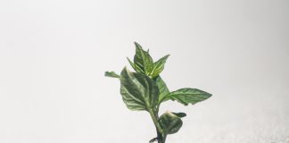 Farmus: Coś się ruszyło?