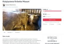 Obrońcy praw LGBT chcą wykupić krowę “transwestytkę”