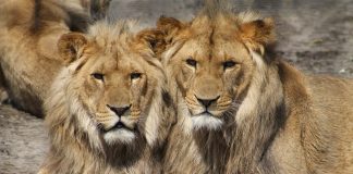 Ligęza: TO LWY, NIE MY