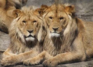 Ligęza: TO LWY, NIE MY