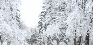 Michalinka: Polsko ontaryjski buszmen w zimie