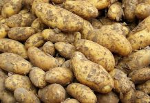 Warzywa w Kauflandzie na fałszywych papierach