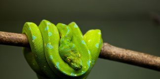 Ligęza: I WĄŻ, I WCIĄŻ