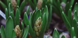 Michalinka: Ach, mój miły hiacyntku