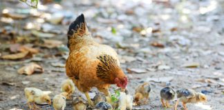 Michalinka: Cykl życia na przykładzie kury