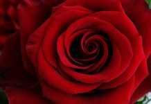 Życzenia na 8 marca