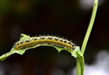 Mississauga zapowiada opryski