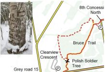 Drzewo Żołnierza Polskiego w Owen Sound