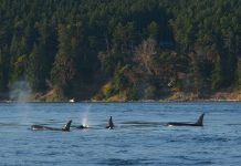 Rekordowe obserwacje orek u wybrzeży Vancouver Island