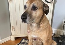 Uratował psa, którego puma już miała w swojej paszczy