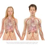 Ottawa bada doniesienia o ciężkim zapaleniu wątroby u kanadyjskich dzieci