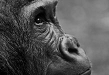 Małpia ospa dotarła do Quebecu