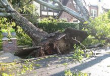 To przecież drzewo sąsiada…