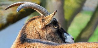 Kumor: Sprzedałem kozę, napiję się piwa