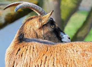 Kumor: Sprzedałem kozę, napiję się piwa