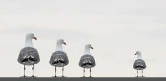 Kumor: Klika Trudeau nadal sekuje niezaszczepionych