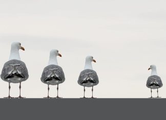 Kumor: Klika Trudeau nadal sekuje niezaszczepionych