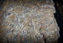 Nowa Szkocja uznaje język Indian Mi’kmaq za urzędowy