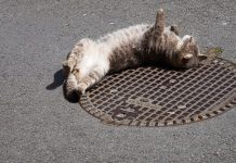 Kot – gatunek inwazyjny?