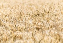 Ukraina przywróciła cło na polskie owoce i warzywa