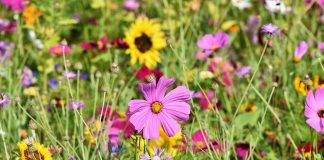 Michalinka: Wszystko mi na opak rośnie