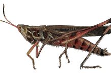 Ottawa inwestuje w produkcję ludzkiej karmy z owadów