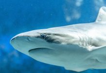 Żarłacze krążą wokół Nowej Szkocji